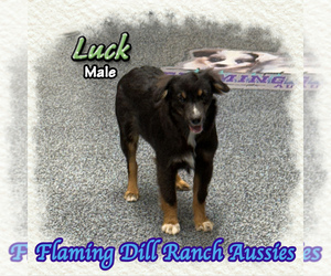 Miniature Australian Shepherd Puppy for sale in FORESTBURG, TX, USA