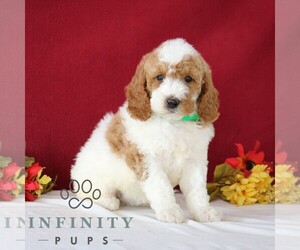 Goldendoodle Puppy for sale in GORDONVILLE, PA, USA