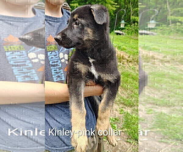 Medium Photo #14 German Shepherd Dog Puppy For Sale in BEAVER FALLS, PA, USA