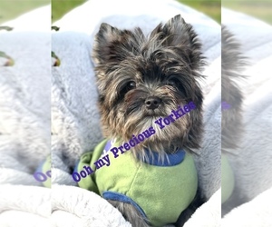 Yorkshire Terrier Puppy for sale in CORAL SPRINGS, FL, USA