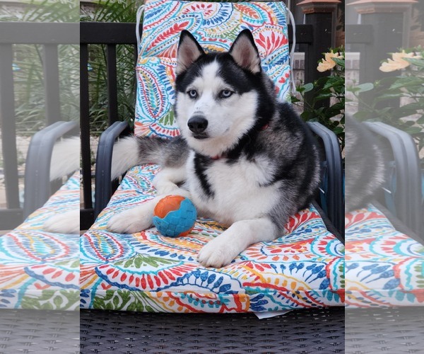 Medium Photo #1 - Mix Puppy For Sale in Scottsboro, AL, USA