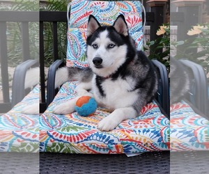 - Mix Dogs for adoption in Scottsboro, AL, USA