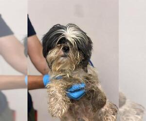 Lhasa Apso-Unknown Mix Dogs for adoption in Visalia, CA, USA