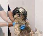Small Lhasa Apso Mix