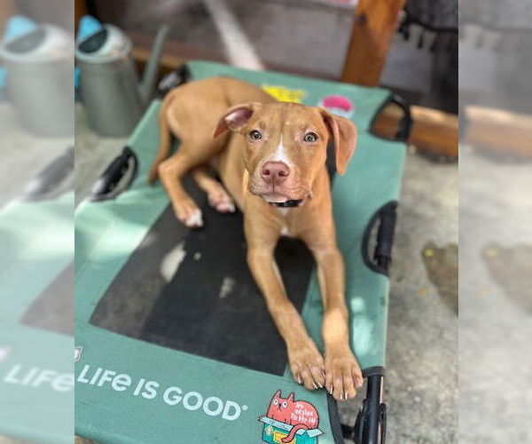 Medium Photo #2 Mutt Puppy For Sale in Philadelphia, PA, USA