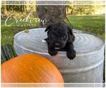 Small Photo #2 Schnoodle (Miniature) Puppy For Sale in NIANGUA, MO, USA