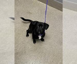Chihuahua-Unknown Mix Dogs for adoption in Las Vegas, NV, USA