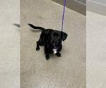Small Chihuahua Mix