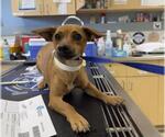 VELMA - Female Chihuahua Dog for Adoption - Small photo