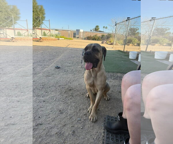 Medium Photo #3 Mutt Puppy For Sale in Goodyear, AZ, USA