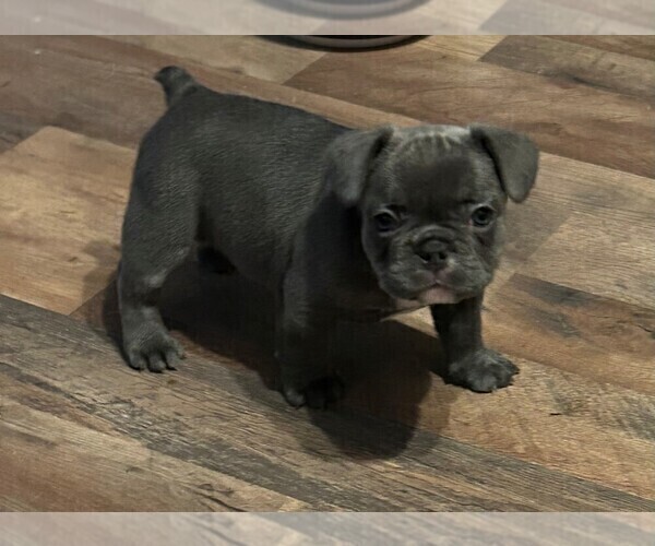 Medium Photo #1 French Bulldog Puppy For Sale in ALMO, KY, USA