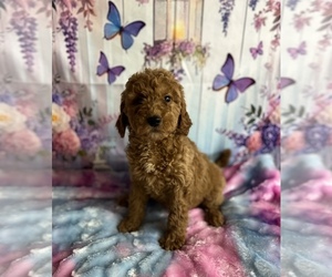 Goldendoodle (Miniature) Puppy for sale in BUSHNELL, FL, USA