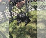 Small #5 Pug