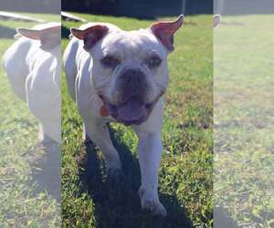 Smoosh - Male Mutt Dog for Adoption - Photo #2
