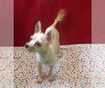 Small #1 Morkie
