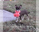 Small Photo #8 Chihuahua Puppy For Sale in HAMPTON, VA, USA