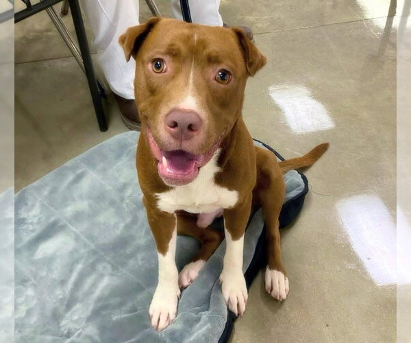 Medium Photo #3 Labrador Retriever-Unknown Mix Puppy For Sale in Alexander, AR, USA
