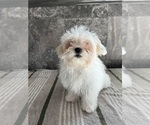 Small Photo #2 Zuchon Puppy For Sale in BOWLING GREEN, KY, USA