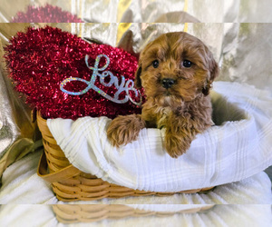 Medium Cockapoo (Miniature)