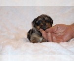 Small Photo #18 Poodle (Toy)-YorkiePoo Mix Puppy For Sale in DYERSBURG, TN, USA