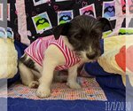Small #8 Mutt