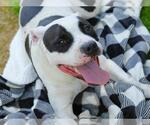 Small #1 Staffordshire Bull Terrier Mix