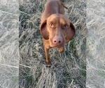 Small Photo #1 Vizsla Puppy For Sale in AMORITA, OK, USA