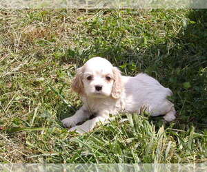 Cocker Spaniel Puppy for sale in CROSSVILLE, TN, USA