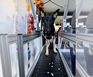 Otti - Female German Shepherd Dog Dog for Adoption - Photo #3