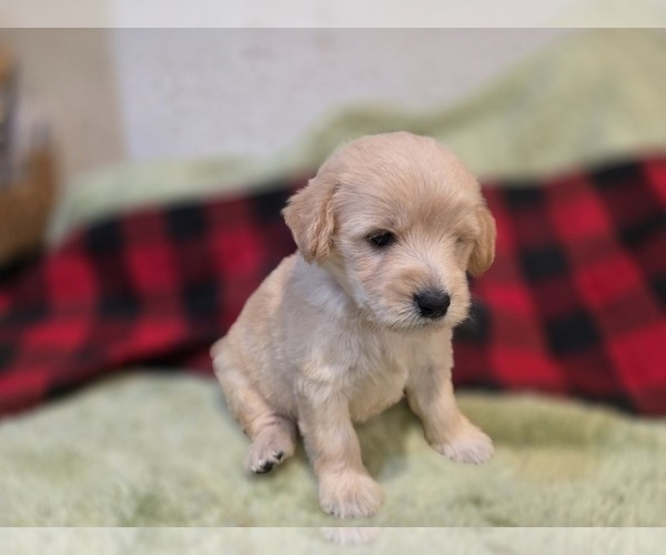 Medium Photo #9 Goldendoodle Puppy For Sale in DUBLIN, TX, USA
