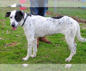 Pointer-Unknown Mix Dogs for adoption in Anniston, AL, USA