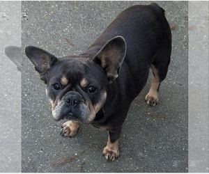Mother of the French Bulldog puppies born on 03/08/2025
