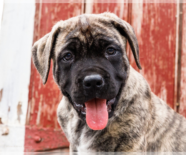 Medium Photo #3 Mastiff Puppy For Sale in WAKARUSA, IN, USA