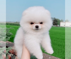 Pomeranian Puppy for sale in CINCINNATI, OH, USA