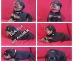 Small Photo #1 Rottweiler Puppy For Sale in SHARON, TN, USA