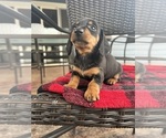 Small Photo #2 Dachshund Puppy For Sale in PORTLAND, OR, USA