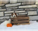 Small Photo #27 Beagle Puppy For Sale in SUGARCREEK, OH, USA
