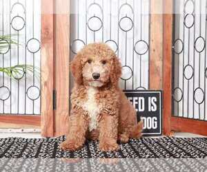 Goldendoodle (Miniature) Puppy for sale in NAPLES, FL, USA