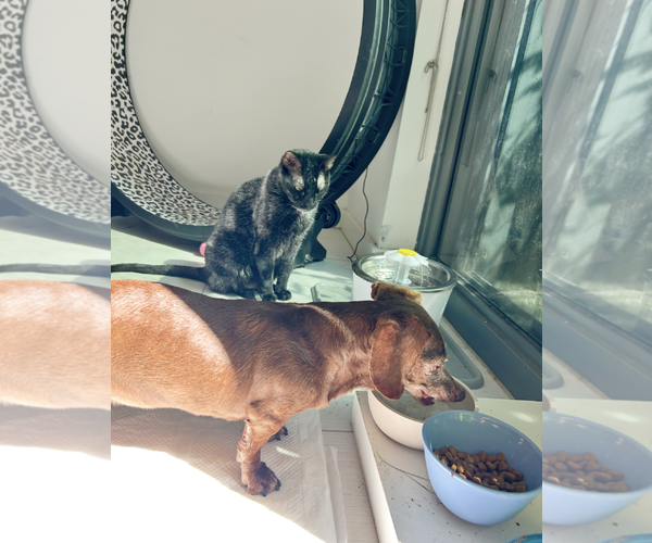 Medium Photo #4 Dachshund Puppy For Sale in Weston, FL, USA