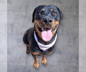 Rottweiler Dogs for adoption in Bakersfield, CA, USA