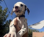 Puppy 2 Dalmatian