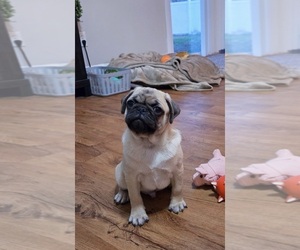 Pug Puppy for sale in SILVER SPRINGS, FL, USA