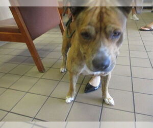 Medium Staffordshire Bull Terrier