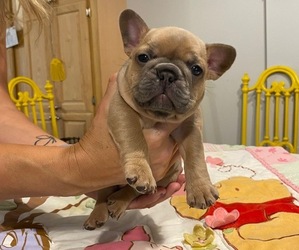French Bulldog Puppy for sale in GADSDEN, AL, USA