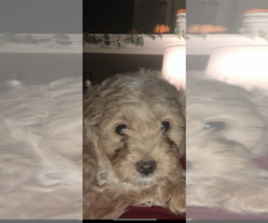 Poodle (Toy)-Shorkie Tzu Mix Puppy for sale in VILAS, NC, USA
