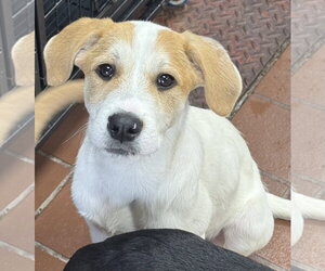 Labrador Retriever-Unknown Mix Dogs for adoption in Jefferson, NJ, USA
