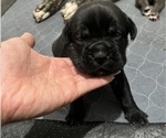 Small #1 Cane Corso