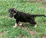 Small Photo #4 German Shepherd Dog Puppy For Sale in SAINT CLOUD, FL, USA