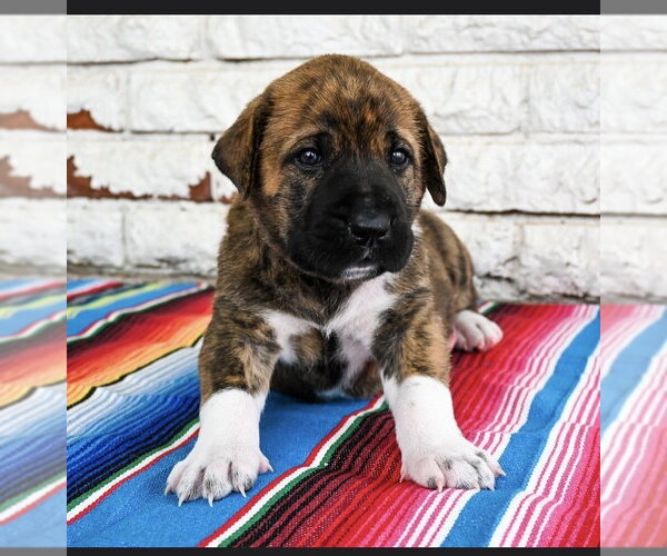 Medium Photo #1 Great Dane-Unknown Mix Puppy For Sale in OKLAHOMA CITY, OK, USA