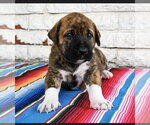 Small Great Dane Mix